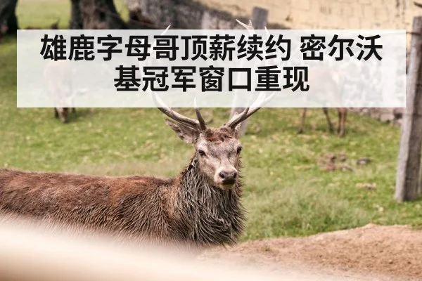 雄鹿字母哥顶薪续约 密尔沃基冠军窗口重现